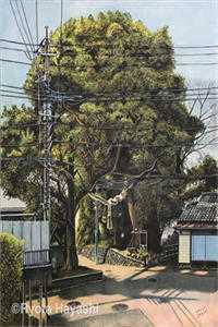 文章全文竹马不及天降：备胎幡然醒悟