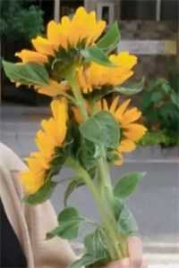 水已覆舟慕容家花魁(番外)+(结局)