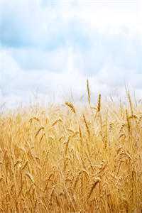 我与季医生先婚后爱